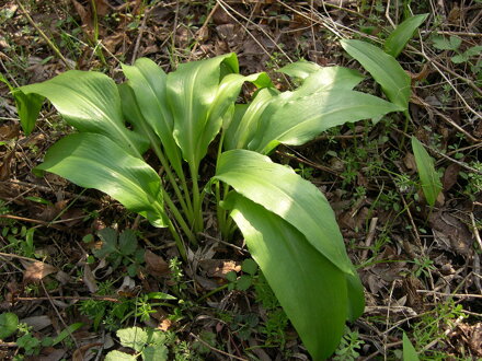 Medvědí česnek - sazenice - cibulka