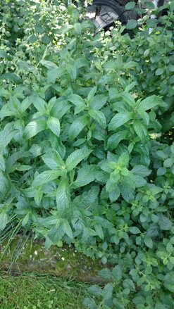 Máta peprná (Mentha piperita) sazenice 